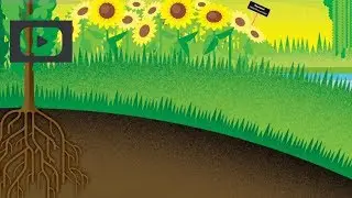 [Comment ça marche ?] La phytoremédiation