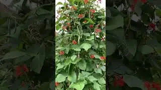 Runner beans In Local orchard 🫘