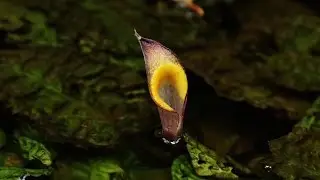 Rasbora bunguranensis and Cryptocoryne cordata var natunensis -DIscoveryPlanet-