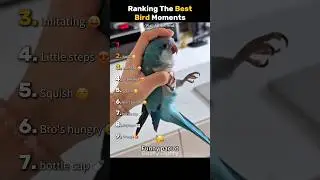 Ranking The Best Bird Moments