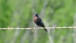 Varied Bunting