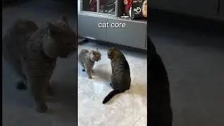 cat core🤣He jumped and grabbed her neck😅 #living_life #viralvideo #funny #shorts #cat #living_life