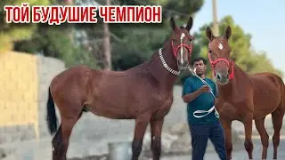 Ткрук кашка Черан кашка Наими Эгилик 13 августа 2025 г.