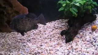 Coal Grunter(Hephaestus carbo) Yabbie chase