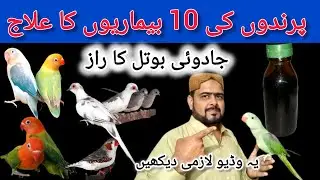 Treatment of 10 Bird Diseases | Birds Treatment | Birds Diseased Treatment | Viral Infection