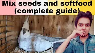 The most expensive softfood for cockatiels with complete feed guide | Part 539 | Urdu Hindi Punjabi
