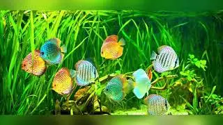 Top 10 Types of Planted Discus Tank Setup |  Beautiful Discus Fish Tanks