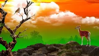 Beautiful Evening Jungle Green Screen Video With Mountain Green Screen Background Video Effects HD