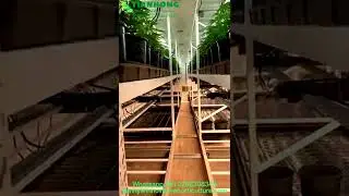 Marijuana Industry Insight: How Vertical/Multi-Level Growing System Double Cannabis Yields ?