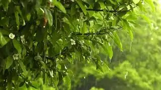 Soothing Rainfall in a Lush Green Forest 🍃 Nature Sounds for Sleep & Meditation