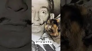 サルバドール・ダリに抱かれてツーショット #猫のいる生活 #cat #おぬしちゃん