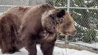 Leo is a very old man now. He will be 31 years old next month. He tries to go for a walk every day.