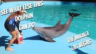 Exploring Siegfried & Roy's Secret Garden and Dolphin Habitat - Mirage Las Vegas