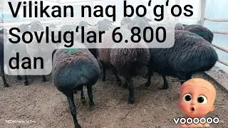 NAQ BOʻGʻOZ SOVLUGʻLAR  6800 DAN BUNAQASI BOʻLMAGAN😱😱