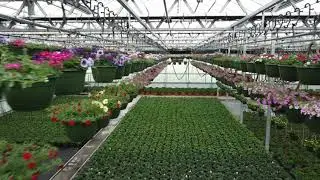 We are Plantpeddler  Video