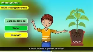 Photosynthesis for kids /Chlorophyll/Chloroplast/The Prep School #science #theprepschool #tps #viral