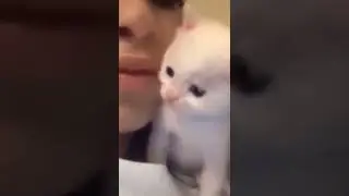 Cute little cat kiss a back #shorts #insnae #cutecats