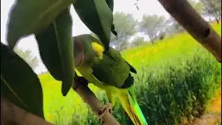 Best DIY Enrichment Activities to Prevent Parrot Boredom