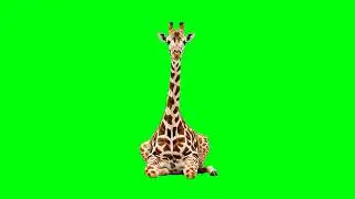 Giraffe Green Screen