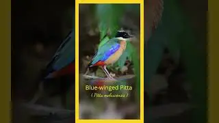 Birds of Thailand ||  Best Bird Songs || Blue-winged Pitta  #shorts #birds #nature