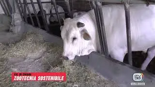Zootecnia. Allevamenti sostenibili in Toscana: sua maestà la Chianina nel viaggio di Coltiva le Reti