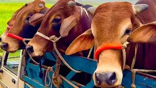 Cow unloading, cow videos, cow video, animal, big cow, goru hamba cow, Ep- 97