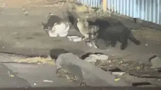 The next colony of feral cats to be trapped fixed and released