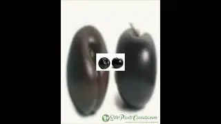 Artificial Plum Fruit Black Burgundy