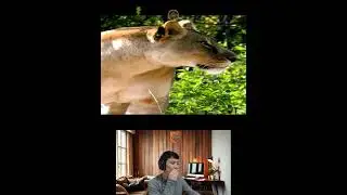 Amazing Animal Growth Journey #animals #funny #cute