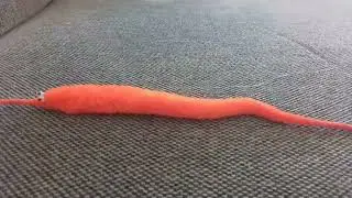 Squirm the Worm
