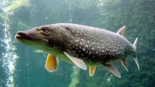 Pike fishing 🎣 👌 #fishing #pikefishing #bluefishing bluefishi #park #strongfirst #stronganimals