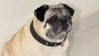 In loving memory of a wonderful pet 