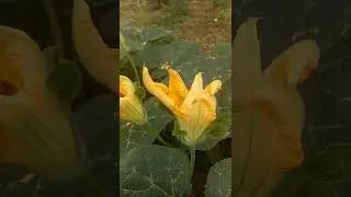 Cucurbita maxima (Cucurbitaceae family)