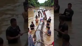 nangkep ular terpanjang di dunia