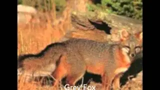 Chaparral Biomes.wmv