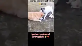 Chats en mode d&eacute;fense 🐱💥 : quand les f&eacute;lins prot&egrave;gent leur territoire