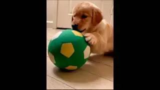 cute puppy dog playing with a ball adorable video #dog #puppy #cutedog #dogplaying #trending #shorts