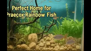 From Empty Tank to Paradise! 🐟 Ultimate Praecox Rainbow Fish Planted Aquarium Build 🌿