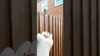 Hand Feeding Wild Robin with Mealworms
