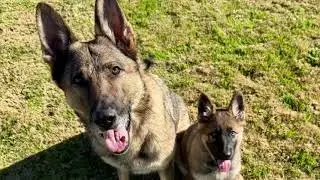 Training continues with the special Puppy. Monkey please?￼
