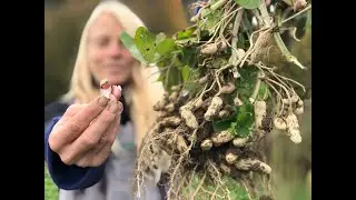 It's True: Northern Hardy Valencia Peanuts!