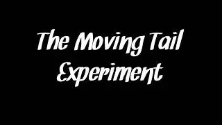 The Moving Tail Experiment