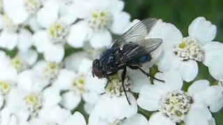 Bluebottle fly - Calliphora vomitoria - Bl&aacute;bokka - Rotflugur - Skeggbokkur - Skord&yacute;r - P&ouml;ddur
