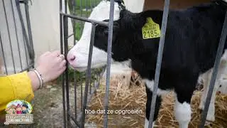 Op ontdekkingstocht bij Kaas- en Zuivelboerderij Kuiper
