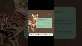 kucing ras yg termasuk sudah langka #coopa #coopacatlitter  @coopa.catlitter