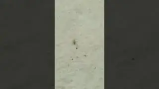 02 juvenile springtail, Entomobryidae family of springtails, juv&eacute;nile [famille collemboles], أشينيات