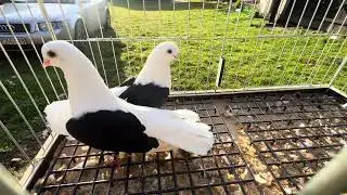 pokaz 15 listopada 2025 #gołębie #pigeon #zwierzaki #ptaki #birds #pigeons #animals