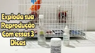 Resolvendo problema de casais que não aprontam, ovos brancos e mais.