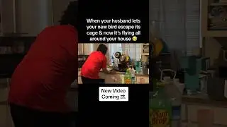 My PET BIRD escaped😮 #parakeet #birdescaped #youtube #subscribe #newcontent