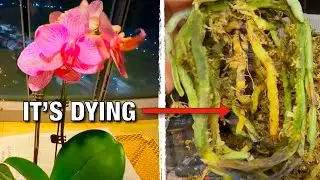 Why Your New Orchid Is Secretly Dying. The 